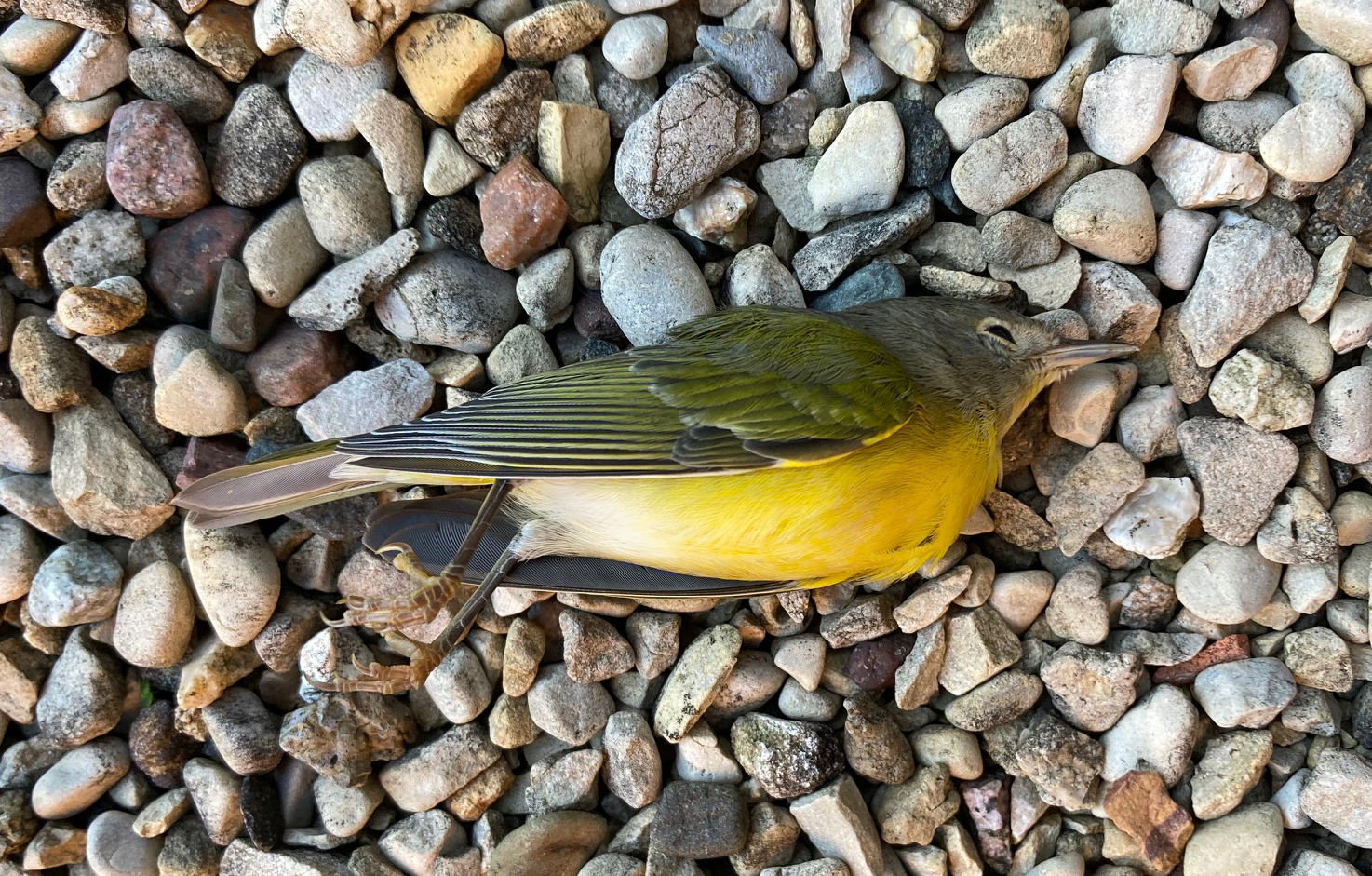 Dead warbler